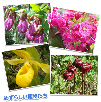 めずらしい植物たち