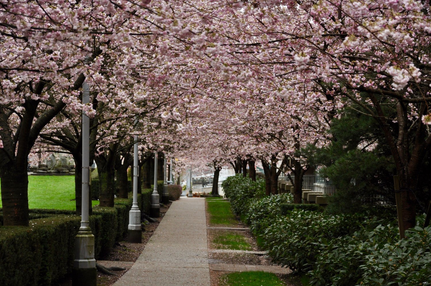 桜©Vancouver Cherry Blossom Festival（イメージ）