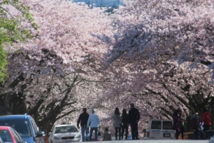 桜©Vancouver Cherry Blossom Festival（イメージ）