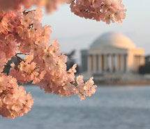 ワシントンの桜(イメージ)