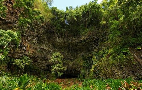 シダの洞窟のイメージ