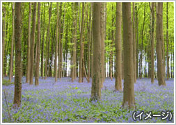 あたりー面が紫の絨毯ハルの森ベルギーのイメージ