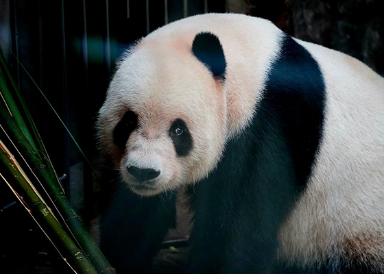 北京動物園のパンダ（イメージ）
