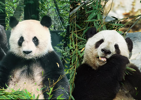 上海動物園のパンダ（イメージ）