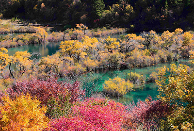 秋の樹正群海（イメージ）