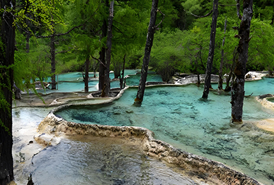 盆景池（イメージ）