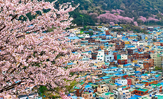 釜山　桜（イメージ）