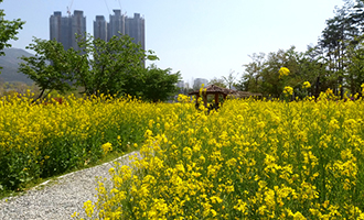 釜山　菜の花（イメージ）