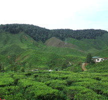 紅茶畑(イメージ)
