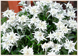 エーデルワイス©KEI