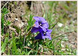 エンツィアン©KEI