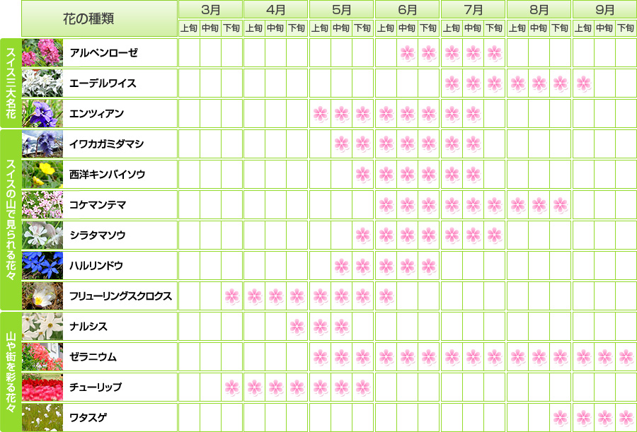 【花の種類】アルペンローゼ エーデルワイス エンツィアン イワカガミダマシ イワダイコンソウ コケマンテマ シラタマソウ ハルリンドウ フリューリングスクーシェレ クロクス ナルシス ゼラニウム チューリップ ワタスゲ