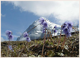 イワカガミダマシ©Kaori