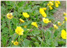 イワダイコンソウ©KEI