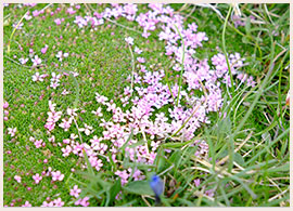 コケマンテマ©KEI