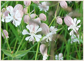 シラタマソウ©Kaori