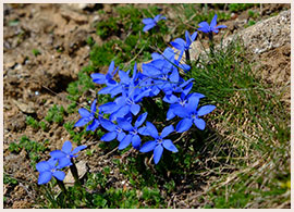 ハルリンドウ©KEI