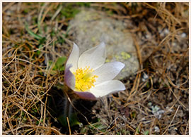 フリューリングス・クーシェレ©KEI