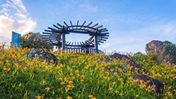 六十石山の金針花（イメージ）画像提供：交通部觀光局花東縱谷國家風景區管理處