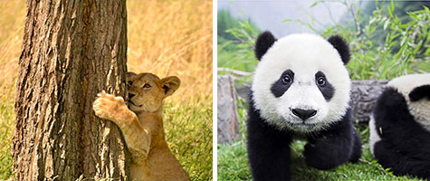 左：＜南アフリカ＞ライオン、右：＜中国＞パンダ（イメージ）
