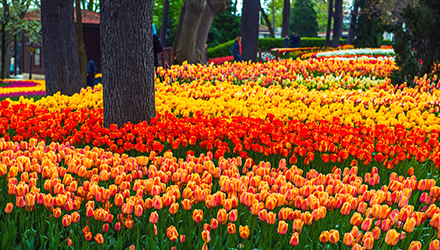 「エミルギャン公園」4月になるとチューリップ色に染まるエミルギャン公園。チューリップが実はトルコ発祥ということをご存知ですか。そのチューリップのお祭りが毎年4月に開催されます。（※期間は前後します）