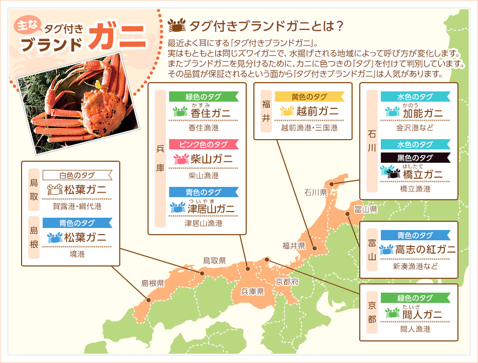 最近よく耳にする「ブランドガニ」ですが、もともとは同じ種類のカニです。実は水揚げされる地域によって名前が変化します。またブランドガニを見分けるために、色つきの「タグ」をつけて判別しています。その品質が保証されるという面から「タグ付ブランドガニ」は人気があります。