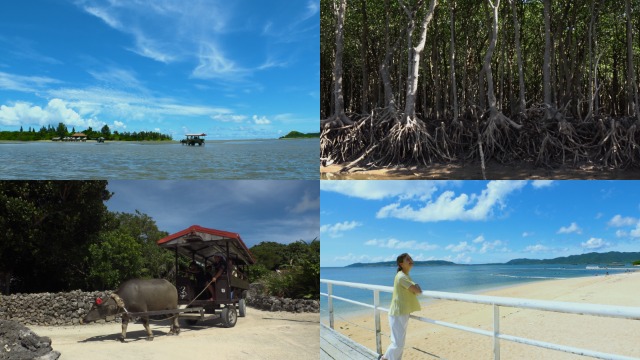 特色あふれる八重山の島々で絶景めぐり！