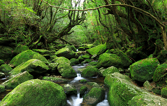 白谷雲水峡（イメージ）