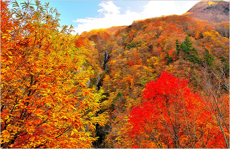 お客様撮影写真 千葉県のペンネーム 直ちゃん（イメージ）