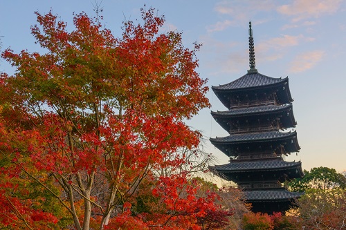 東寺(イメージ)※紅葉の見頃は例年11月中旬~12月上旬