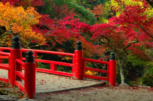 (イメージ)※紅葉の見頃は例年11月中旬~11月下旬