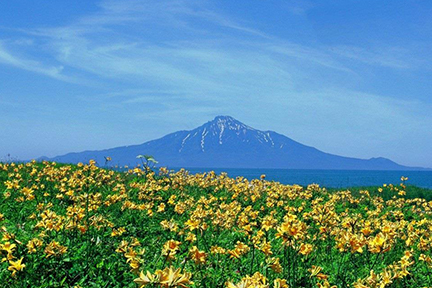 【花の楽園】ここでしか見られない高山植物が咲き乱れる、日本最北の離島めぐり（イメージ）