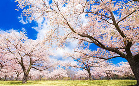 グリーンピア三陸みやこ・園内桜並木（イメージ）※例年の見頃は4月中旬～5月上旬