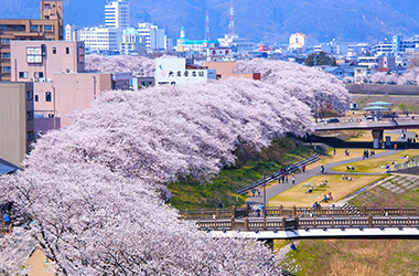 足羽川の桜並木(イメージ)※桜の例年の見頃は3月下旬～4月上旬となります