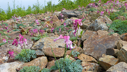 コマクサ／千葉県のPN：アイカム様の作品