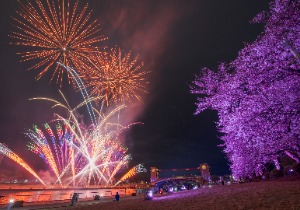 富山夜桜花火（富山県）