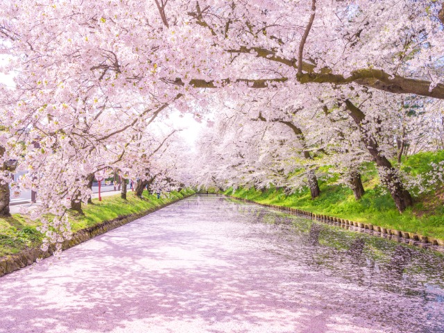 （イメージ）※桜の見頃は例年4月中旬～5月上旬