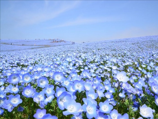 （イメージ）※例年の見頃は4月中旬～5月上旬
