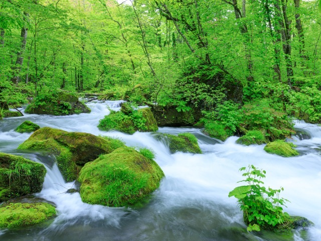 奥入瀬渓流(イメージ)