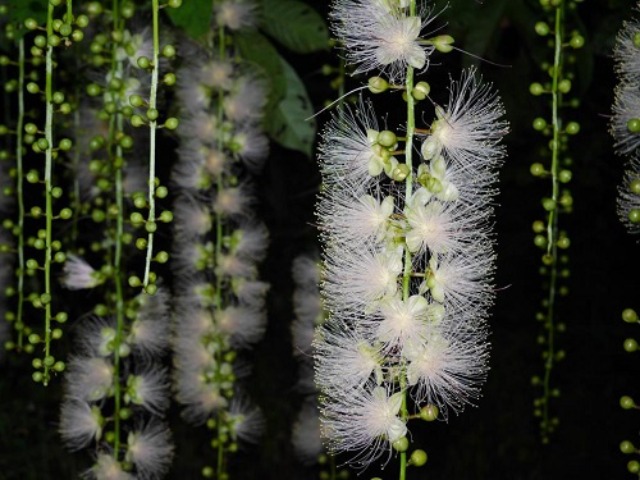 幻の花「サガリバナ」（イメージ）【画像：弊社スタッフ】※例年の見頃：６月中旬～７月中旬