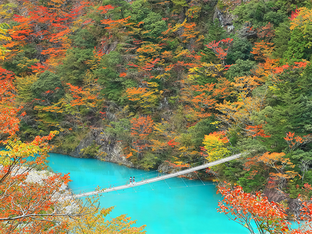 （イメージ）※例年の紅葉の見頃：11月上旬～11月下旬
