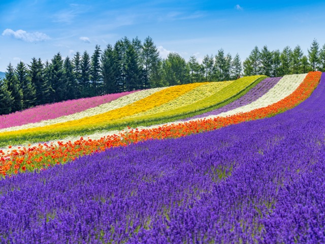 ファーム富田(イメージ)※例年の花の見頃：6月下旬～8月上旬