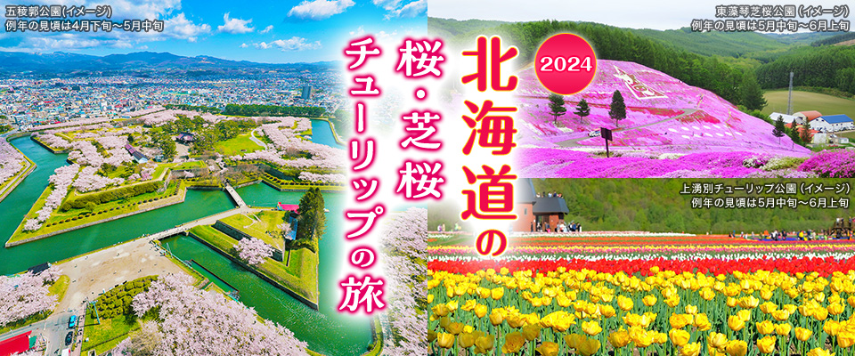 北海道の桜・芝桜・チューリップツアー・旅行