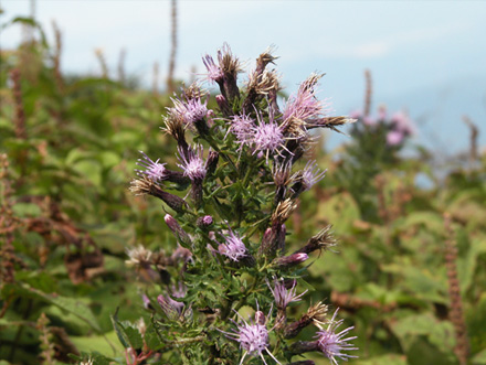 コイブキアザミ