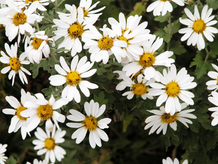 リュウノウギク