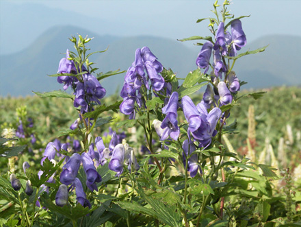 イブキトリカブト