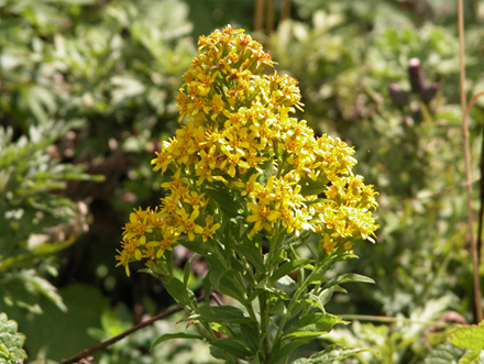 アキノキリンソウ