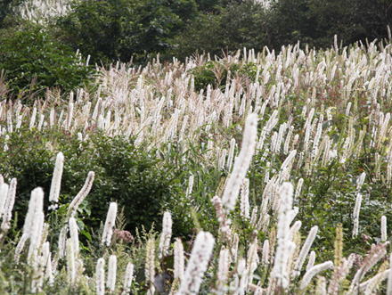 サラシナショウマ