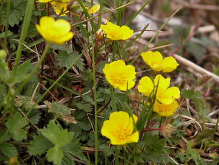 ウマノアシガタ