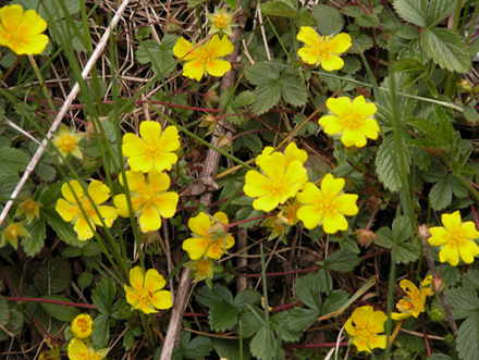 ツルキジムシロ